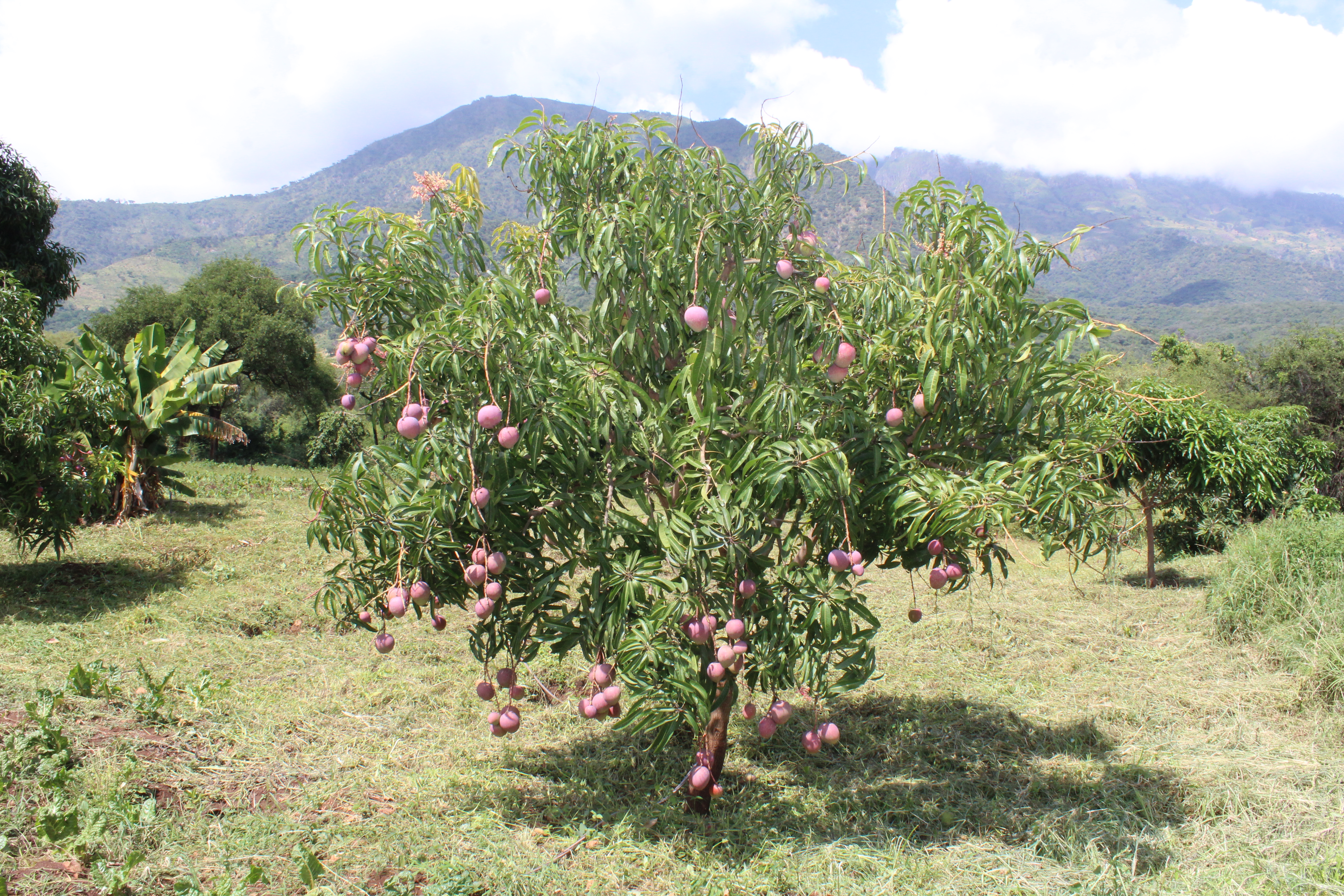 Cheptebo Orchard