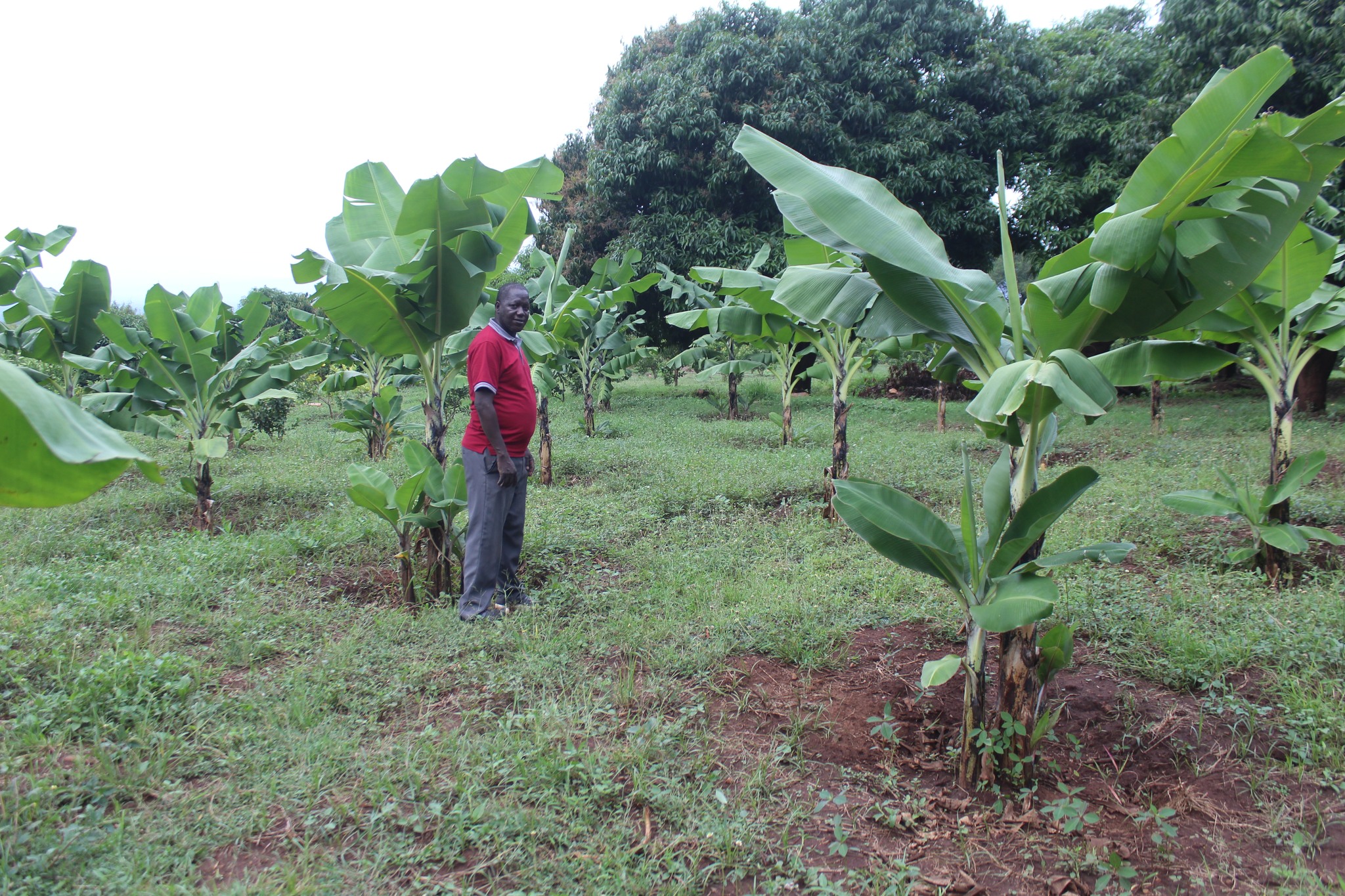 Banana Plants