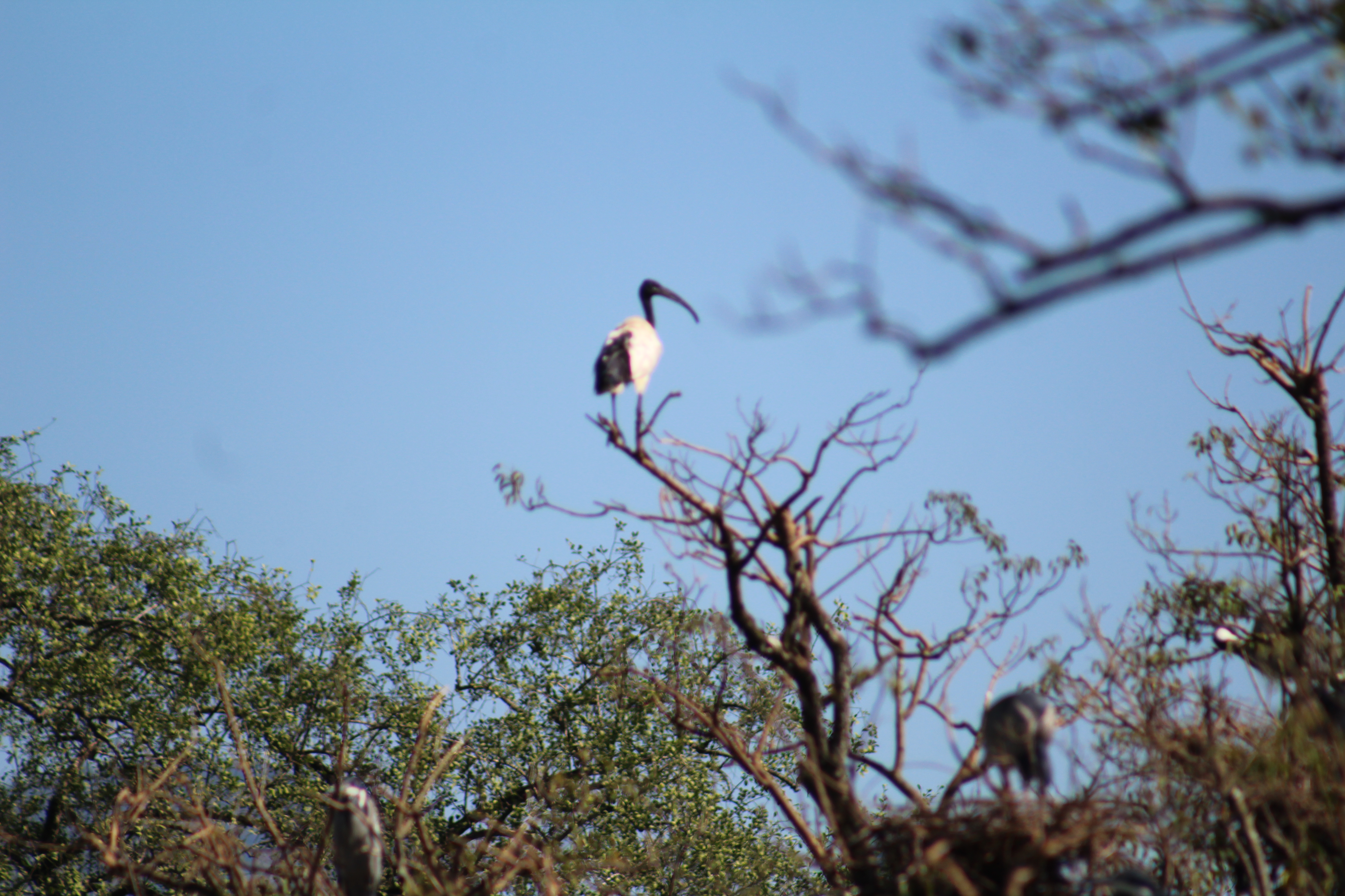 Birding