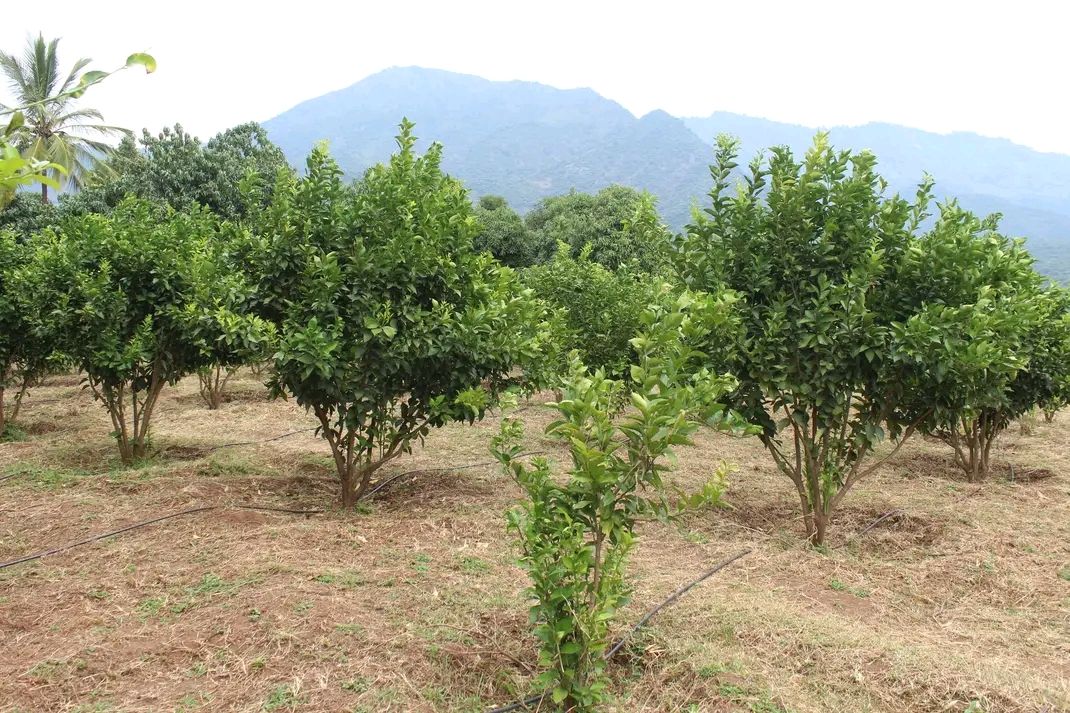 Citrus Seedlings