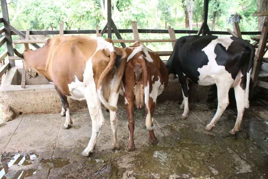 Demonstration Farm