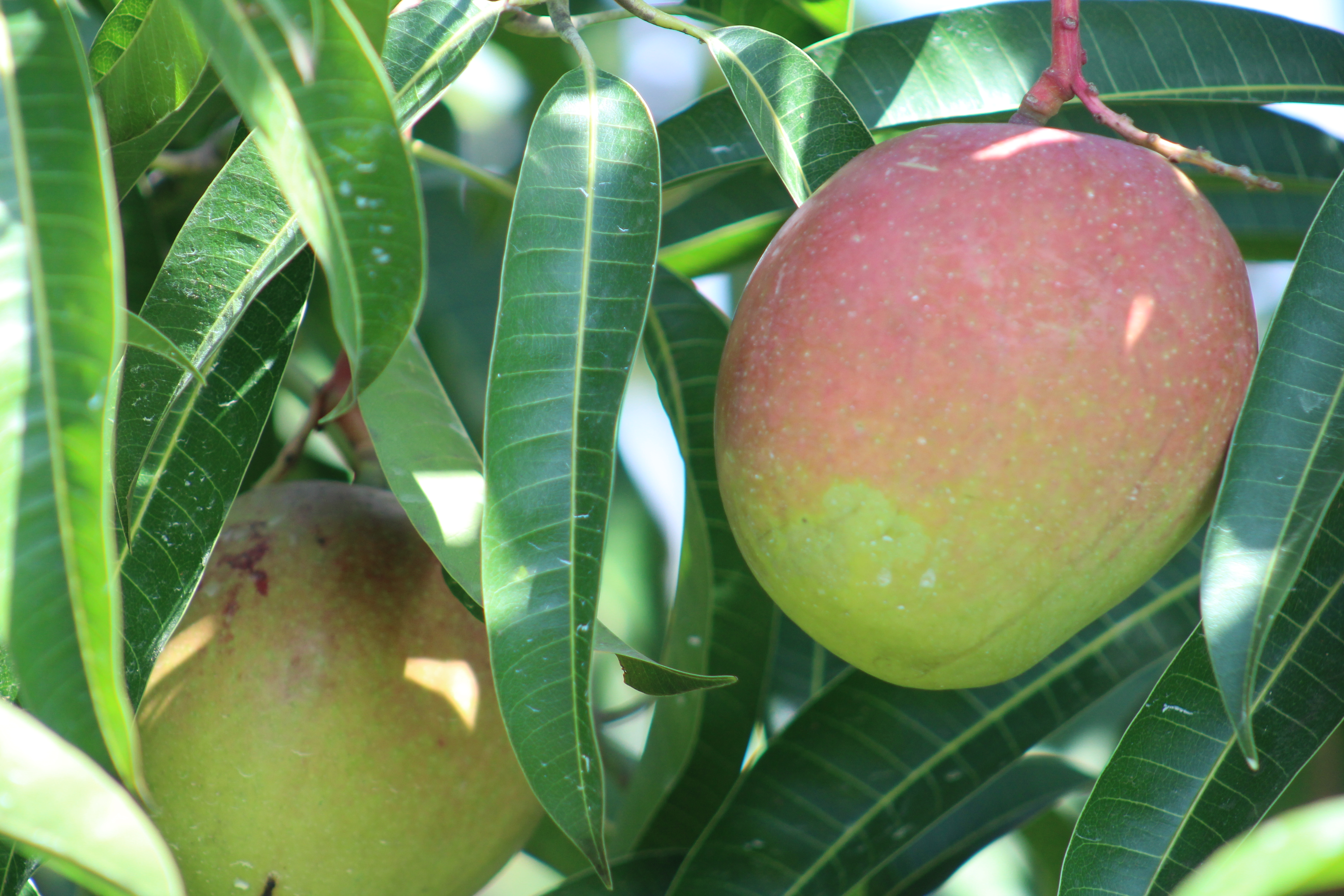 Cheptebo Mangoes