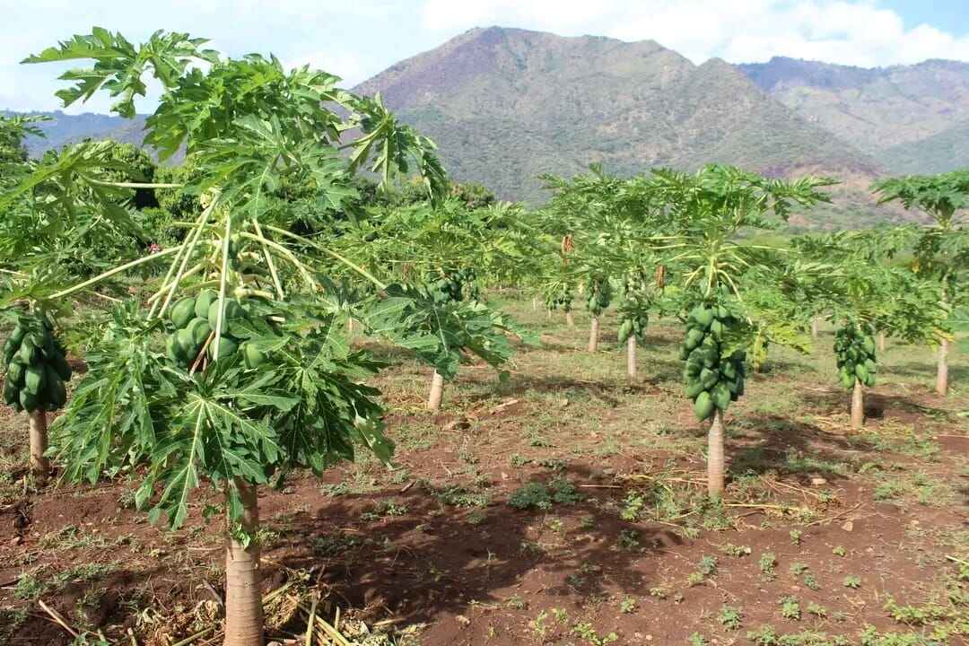 Pawpaw Seedlings