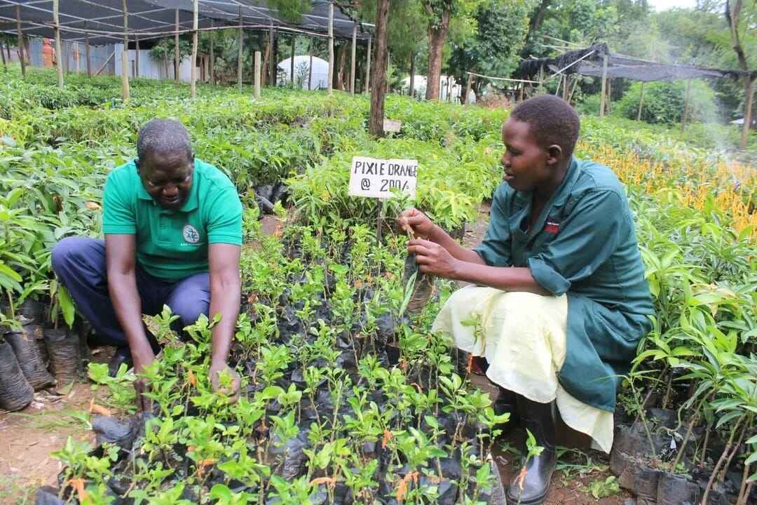 Tree nursery and community planting