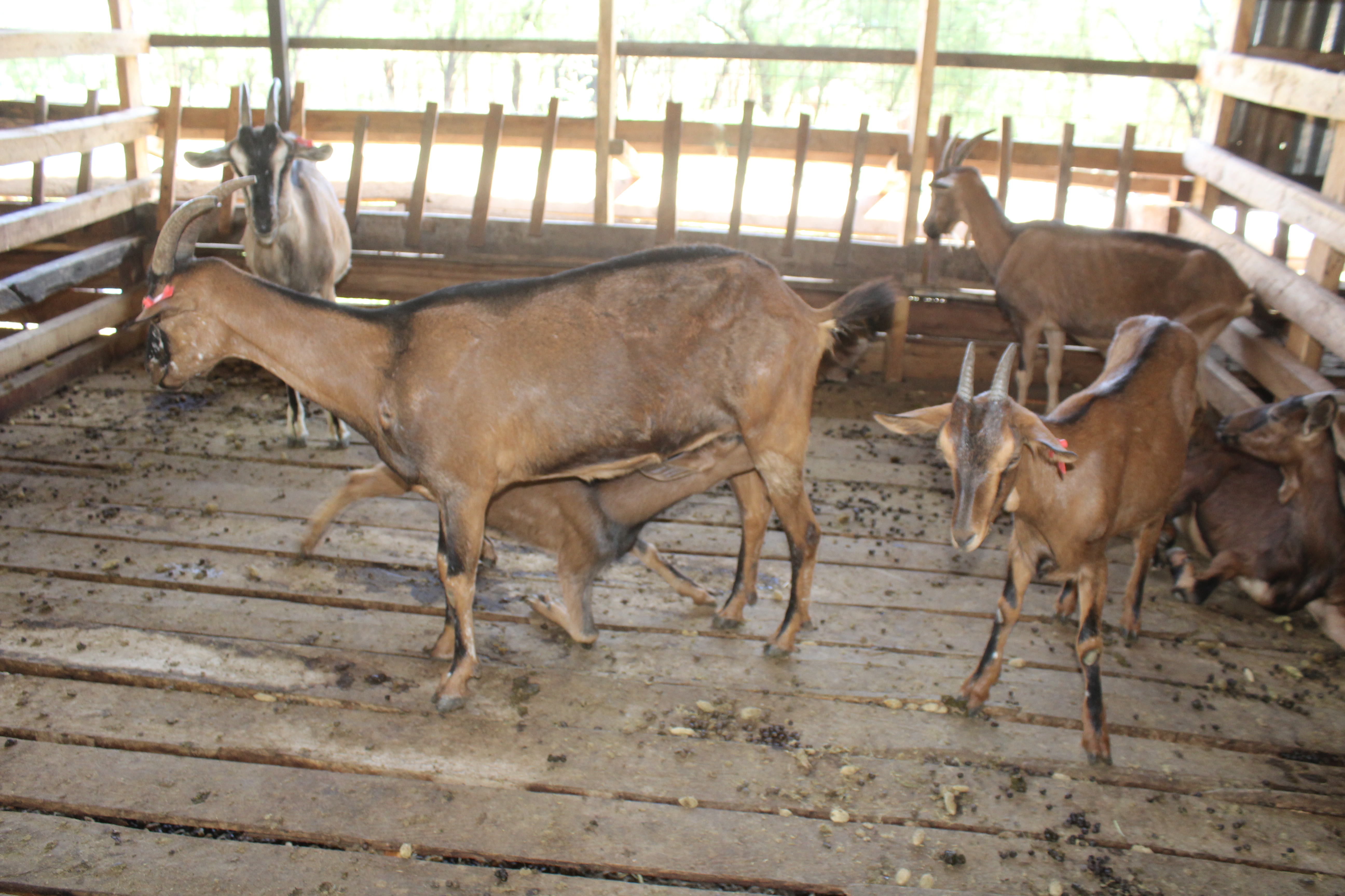 Goat Kids