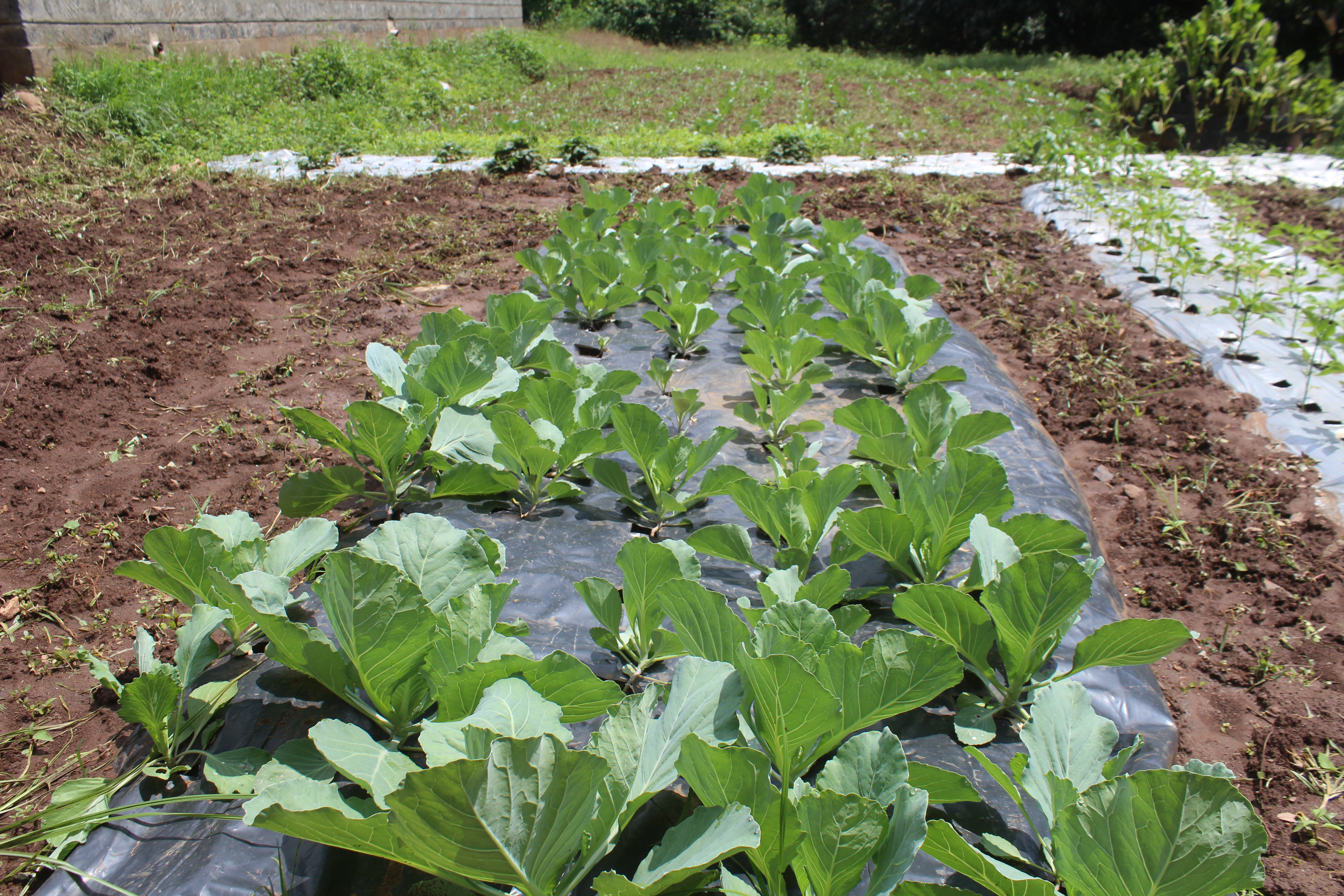Drip Irrigation